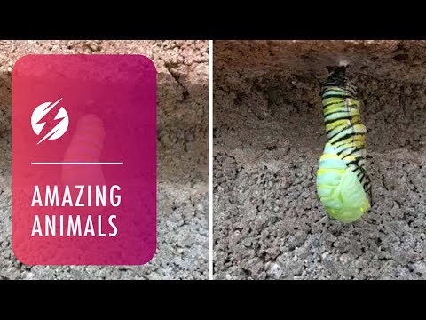Caterpillar Chops Off Own Head During Chrysalis - Caterpillar Chops Off Own Head During Chrysalis