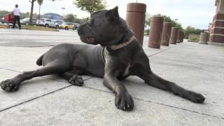 8 Month old Cane Corso 'Gianni' 2 Week Board and Train! Best Dog Trainers Orlando