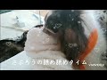 雪が降り始める季節。ズボンめくってまでも､舐めてる、さぶろうじいちゃん。飼い主のママが股関節の病気で痛いので気にしてるのかな？
