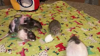 8 Rats vs a Hard Boiled Egg!