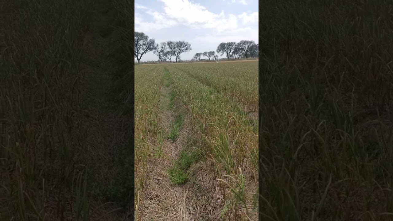 desi gulabi garlic 🧄 haripur.imra Sohail village kurrar jamu road dalowali Sialkot