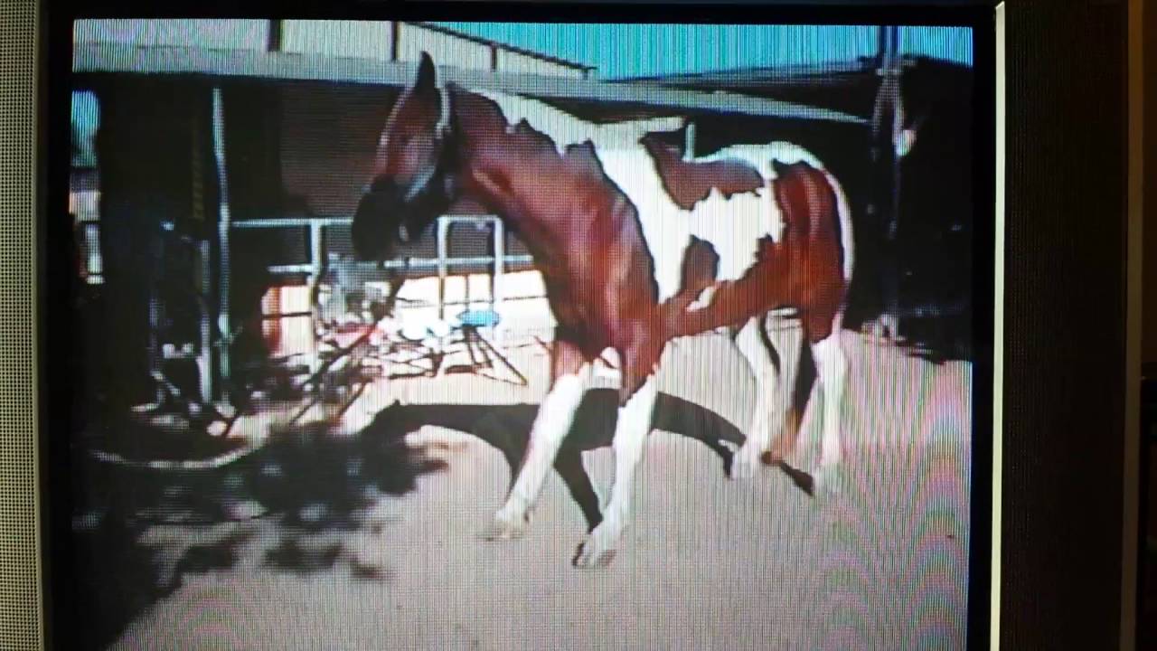 Stiff Horse Syndrome part 2 YouTube