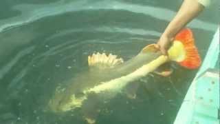 Redtail 1 Trip Januari 2013 Met Ruud