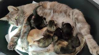 Meet All The New Kittens! 2021-09-06
