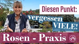 🌹 Rosen für Anfänger: Diesen Punkt vergessen 90%