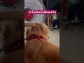 เด็กอ้วนบังพัดลม 🤬🤬 #goldenretriever #shorts #pets