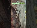 Eetha Kallu рџЊґрџЊґ рџЊґ Trending Shorts Telangana Goudsindia Eetha Kallu рџЊґрџЊґ рџЊґ Trending Shorts Telangana Goudsindia