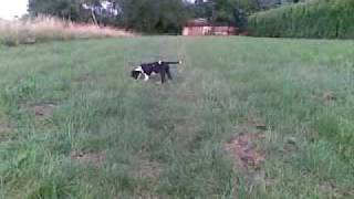 americký staffordšírský teriér Remy 20100701(001).mp4