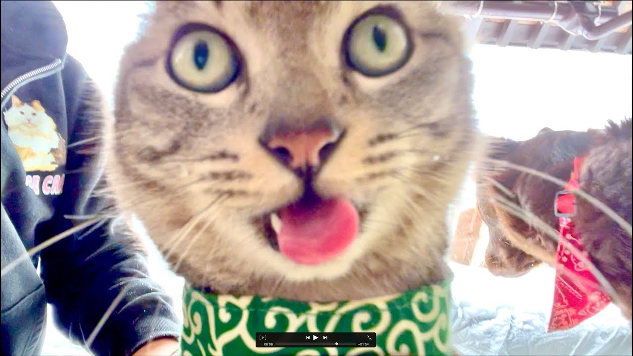 朝9時｜99%眠くなる😴 Cat ASMR Wood Balls 🐱 Live from Japan - YouTube