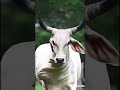 💢RED COW 💔🐂🥀🥀#shorts  #bull #cattleworld #cow #bigcow #animals #bigmammal #short #foryou #viral