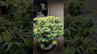 Worlds Strongest Autoflower For 2025 Frostbanger From