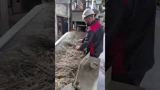 Long Fiber Flax & Hemp Decortication Line | Full Process from Output to Input