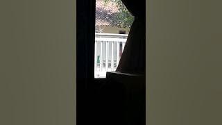 ngintipin istri tetangga #shorts 😱