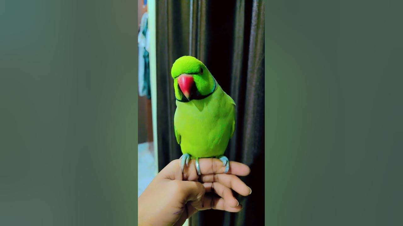 parrot talking video🦜🦜#parrotlover #shortsfeed #short #shorts #funny #