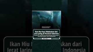 Ikan Hiu Paus Dibebaskan dari Jerat Jaring di Perairan Indonesia
