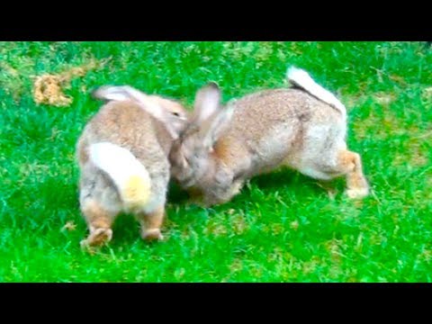 two female rabbits fighting