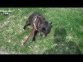 ¡Perros que se asustan con los pedos!