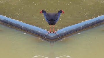 using ffmpeg to make mirror image video