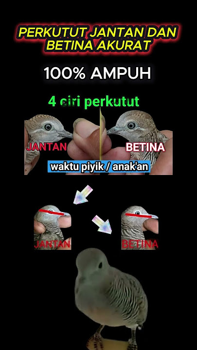 ciri perkutut jantan dan betina #perkutut