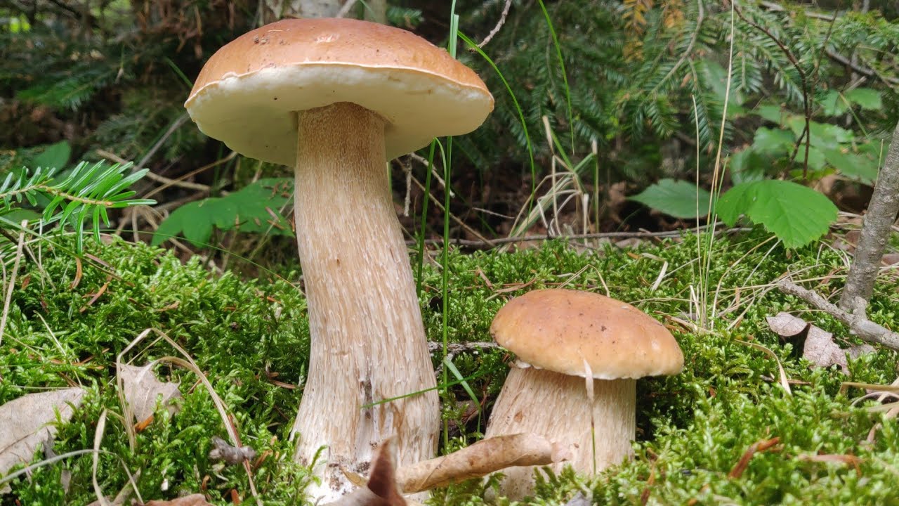 Гриби Карпат