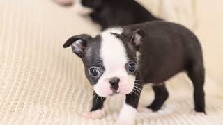 These Boston Terrier Puppies Will Steal Your Heart 🐶