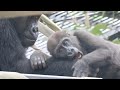 仲良しゴリラ兄弟♪あなたはゲンタロウとキンタロウどちらが好き？⭐️Gorilla【京都市動物園】Which do you like better, Gentaro or Kintaro?