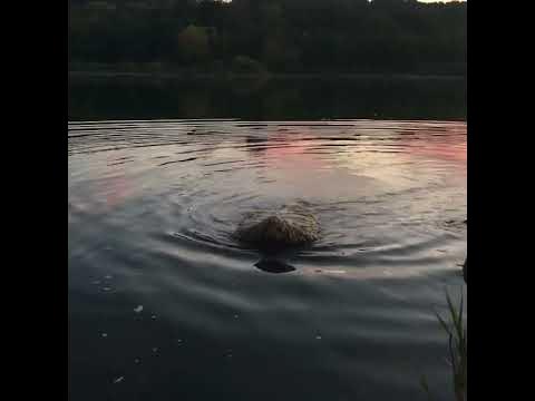 собачка - YouTube