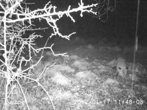 camera iphone 8 plus apk Derwent Valley WildSide Project - Fox visiting school grounds