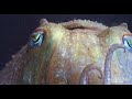 Organisms of the mbl cephalopod behavior