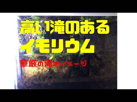 滝と苔のあるイモリウム（高い滝レイアウト）