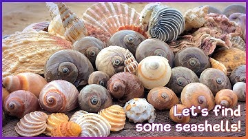Finding Seashells at Hervey Bay | Rare Wentletrap [Virtual Shelling]