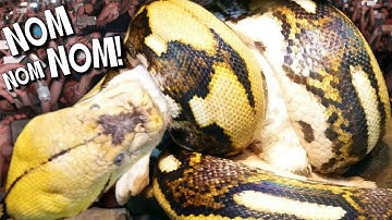 FEEDING A 20 FOOT SNAKE with 100 PEOPLE WATCHING AT THE REPTILE ZOO!! | BRIAN BARCZYK