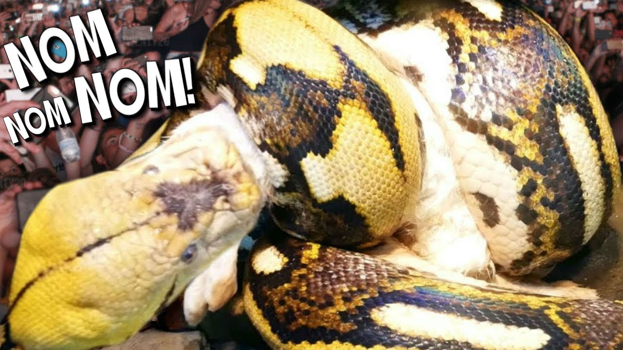 vlogs in spanish FEEDING A 20 FOOT SNAKE with 100 PEOPLE WATCHING AT THE REPTILE ZOO!! | BRIAN BARCZYK