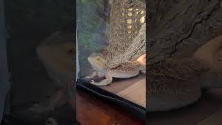 Lizard YOSHI Asking to come out and PLAY??? lizard cuteanimals petreptiles