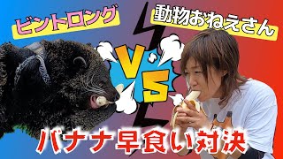 【早食いバトル】珍獣ビントロングと早食いガチバトルした結果！！A fast-eating match with Binturong