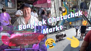Der größte Markt in Thailand. Bangkok Chatuchak Markt. Exotische Vögel ansehen und Fische kaufen.