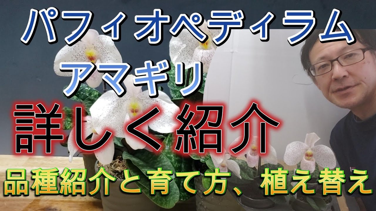 【プロが解説】初心者のためのパフィオペディラム アマギリの品種紹介と植え替え