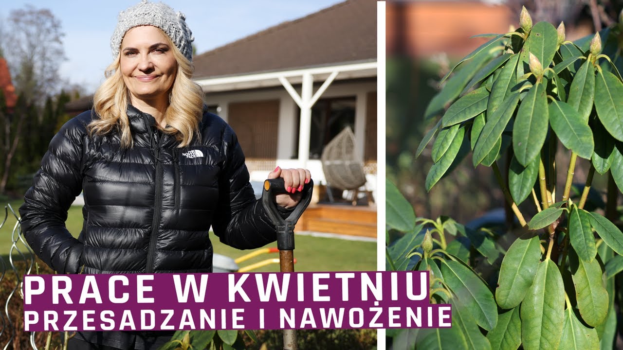 Przesadzam różanecznik i nawożę trawy ozdobne - prace ogrodowe w kwietniu