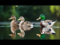 Ducks Swimming Under The Water | Ducks Swimming In Pool