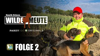 Henrik Drüens Wilde Meute | Meutetraining: Maisjagd auf Sauen | Folge 2