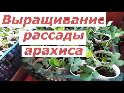 Выращивание рассады арахиса