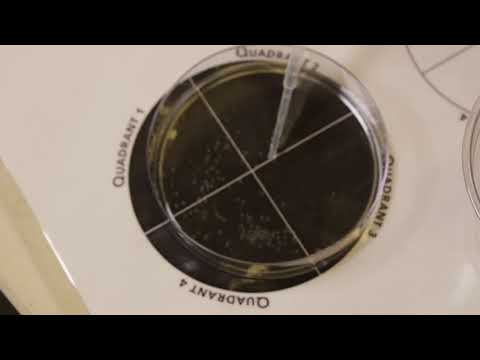 BioEYES Refresher: Cleaning Zebrafish Embryos