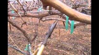 How to Prune a Cordon-Style Grapevine