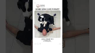 보더콜리 앞에서 쓰러진 척 해보면 생기는 일