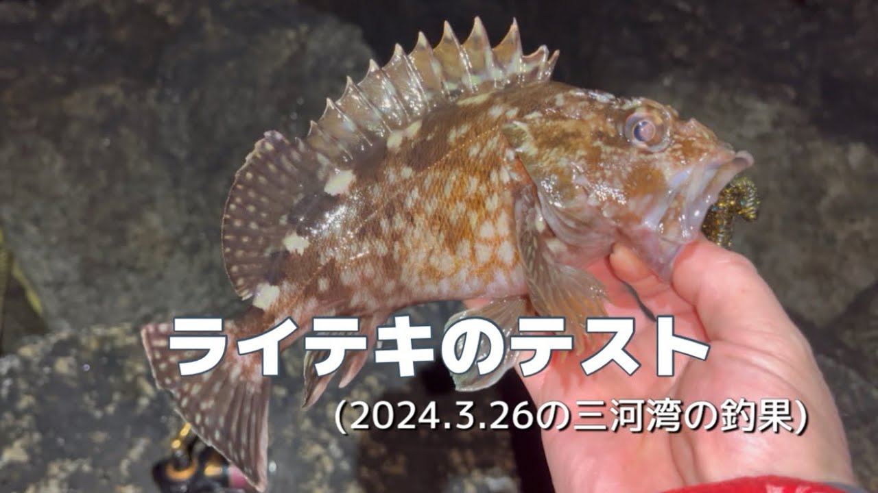 中華棒竿を手足のように扱う訓練をしたら、1投目からやらかしてしまった(2024.4.9の三河湾の釣果)