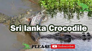 Sri lanka Crocodile/  Lanka Wild