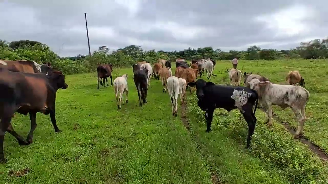 Vacas soltas no pasto.