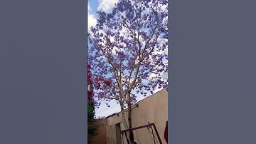 اواخر سورة المؤمنون الشيخ (اسلام صبحي)