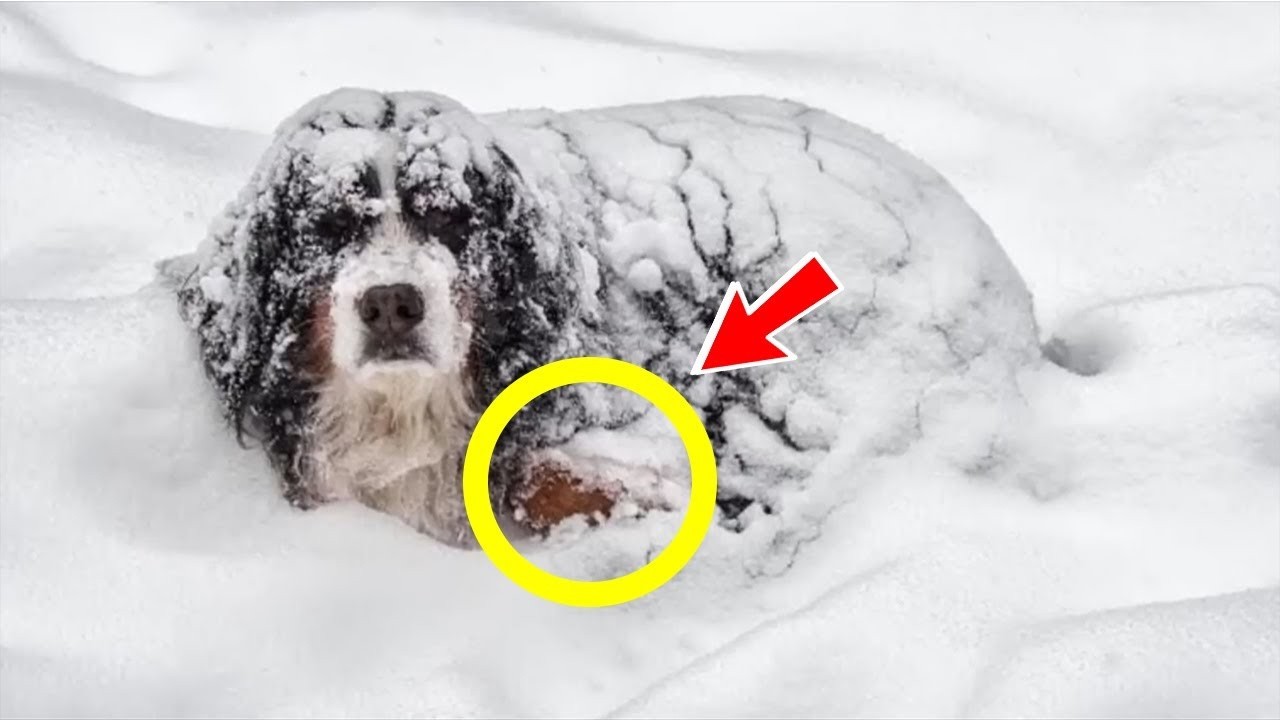 Мужчина взглянул на замерзающую собаку, как вдруг увидел торчащую руку!