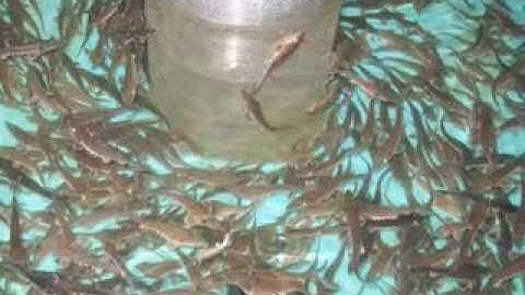 Acadian Sturgeon and Caviar Inc.avi